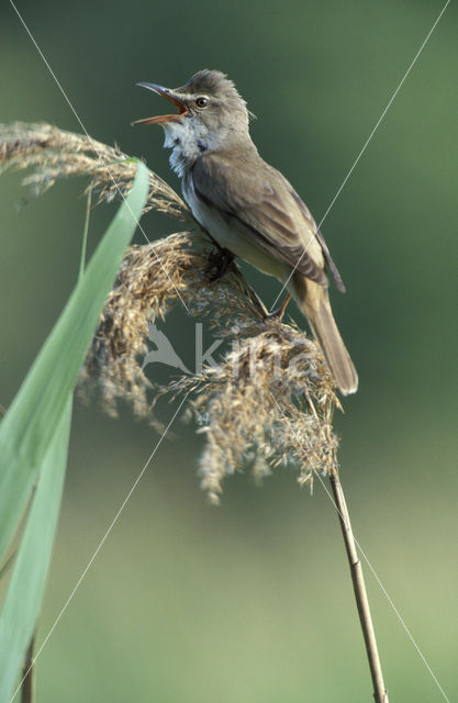 Grote Karekiet (Acrocephalus arundinaceus)