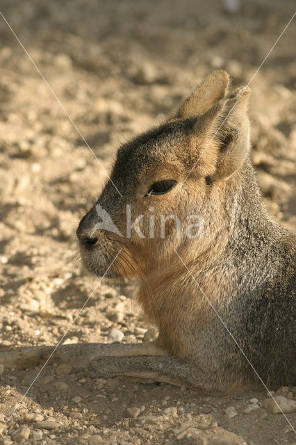 Patagonian mara