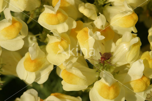 Greater Yellow-rattle (Rhinanthus angustifolius)