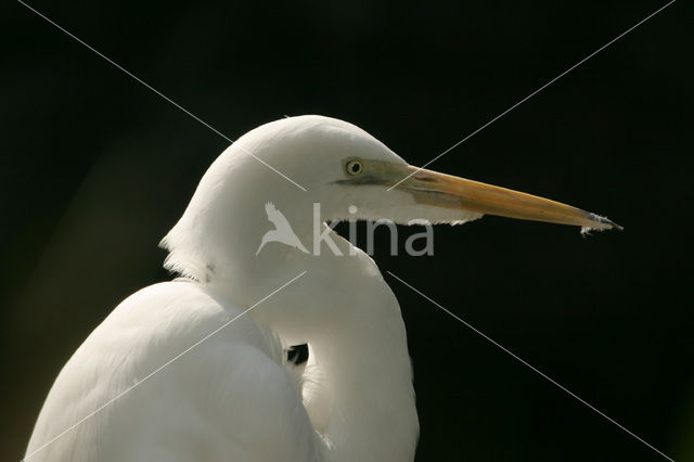 Grote zilverreiger (Casmerodius albus)