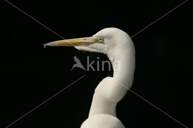 Grote zilverreiger (Casmerodius albus)