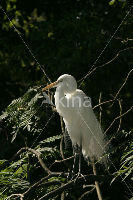 Great White Egret