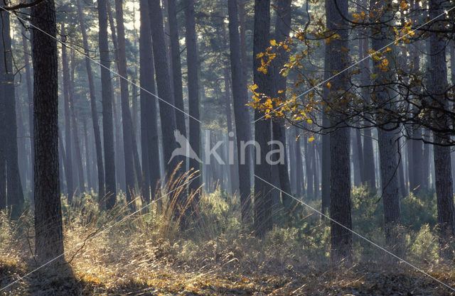 Scots Pine (Pinus sylvestris)
