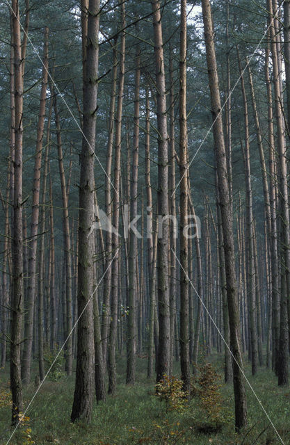 Scots Pine (Pinus sylvestris)
