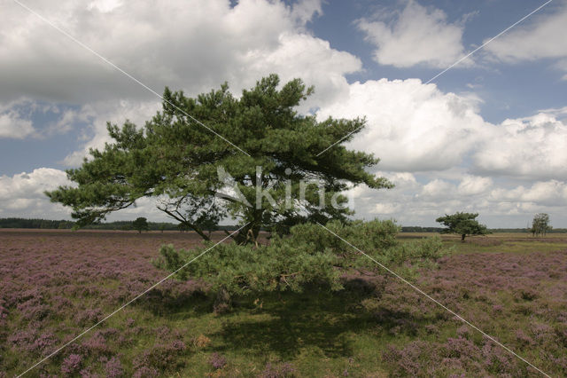 Grove den (Pinus sylvestris)