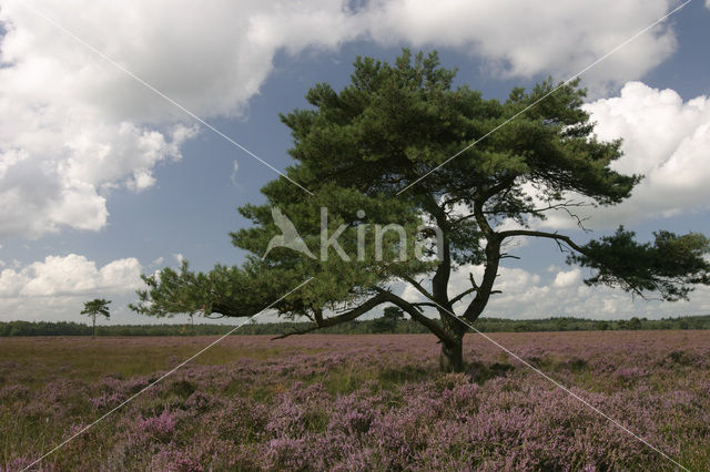 Scots Pine (Pinus sylvestris)