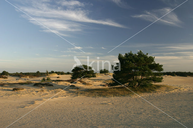 Grove den (Pinus sylvestris)