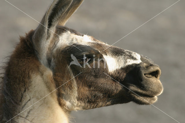 Guanaco (Lama guanicoe)