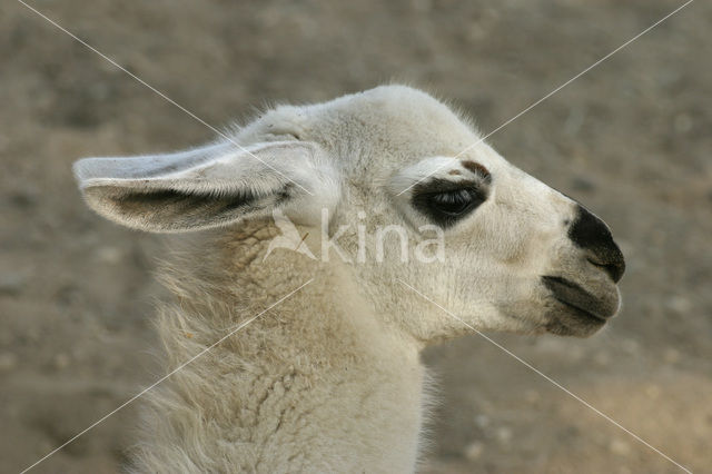 Guanaco (Lama guanicoe)