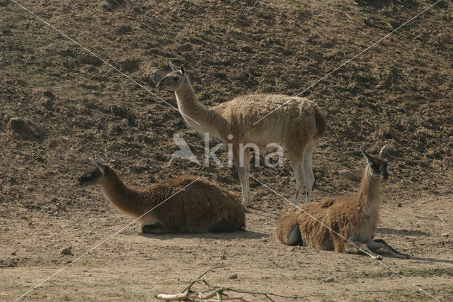 Guanaco (Lama guanicoe)