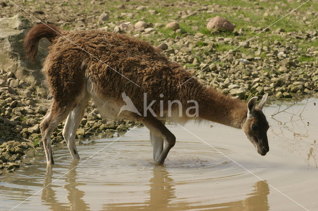 Guanaco (Lama guanicoe)