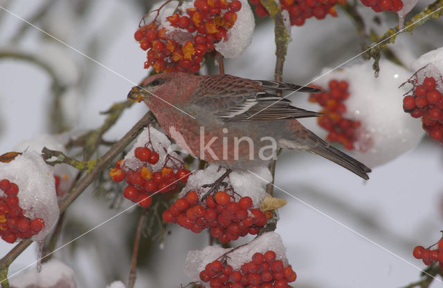 Haakbek (Pinicola enucleator)