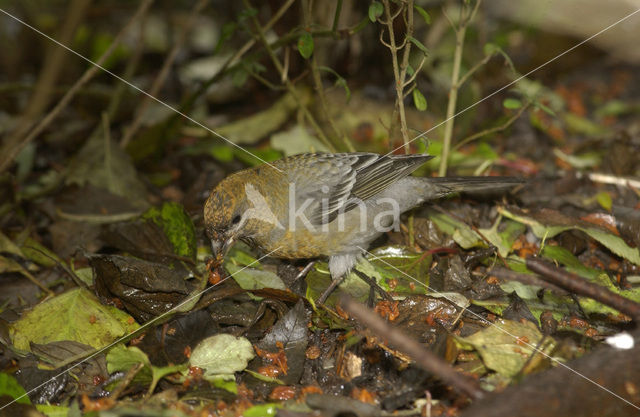 Haakbek (Pinicola enucleator)