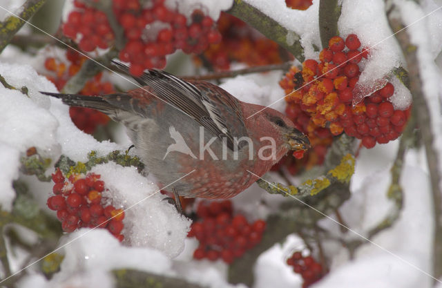 Haakbek (Pinicola enucleator)