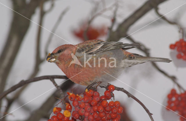 Haakbek (Pinicola enucleator)