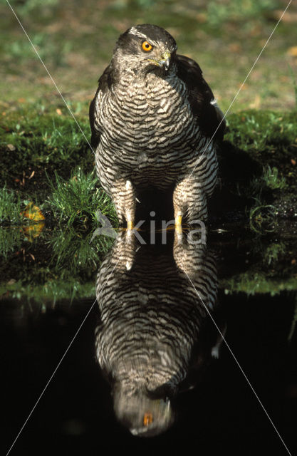 Havik (Accipiter gentilis)