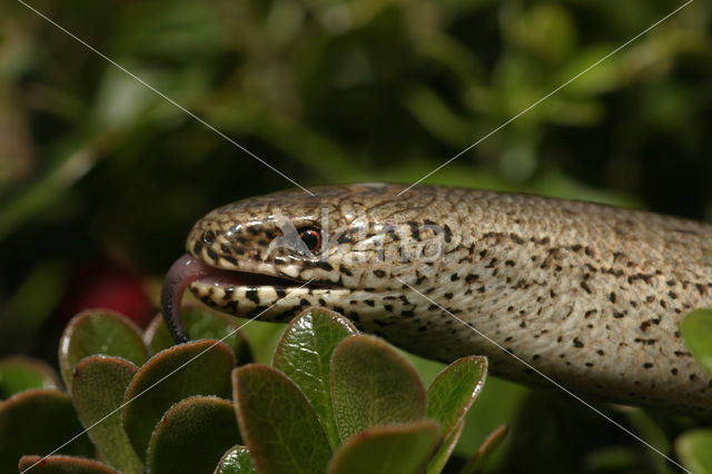 Hazelworm (Anguis fragilis)