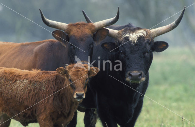 Heckrund (Bos taurus spp)