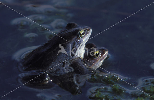 Moor Frog (Rana arvalis)