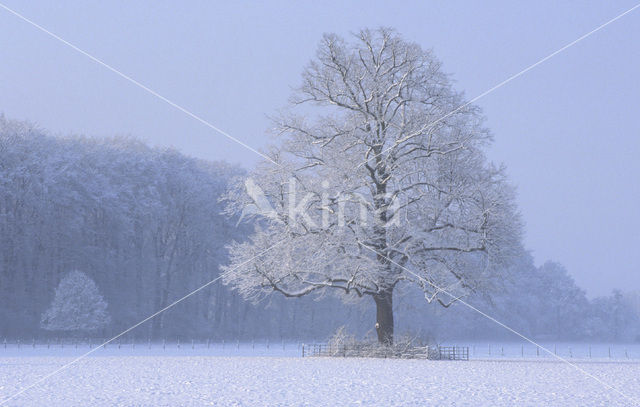 Common Lime (Tilia x vulgaris)