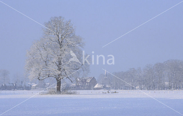 Common Lime (Tilia x vulgaris)