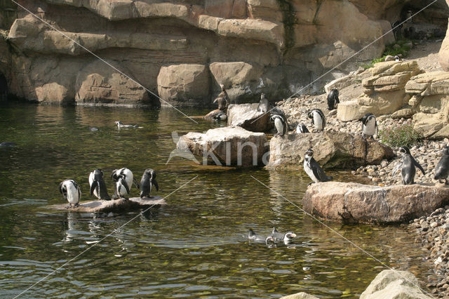 Humboldt penguin (Spheniscus humboldti)