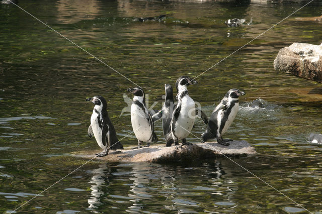 Humboldt penguin (Spheniscus humboldti)