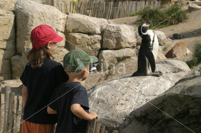 Humboldt penguin (Spheniscus humboldti)