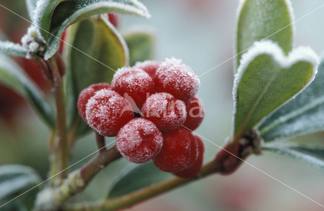 Japanese Skimmia (Skimmia japonica)