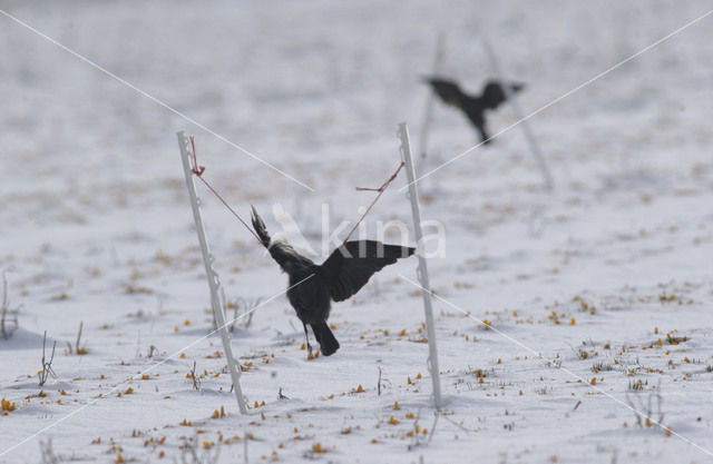 Kauw (Corvus monedula)