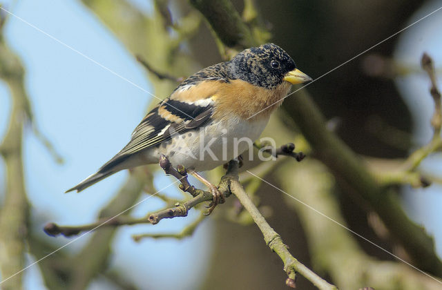 Brambling (Fringilla montifringilla)