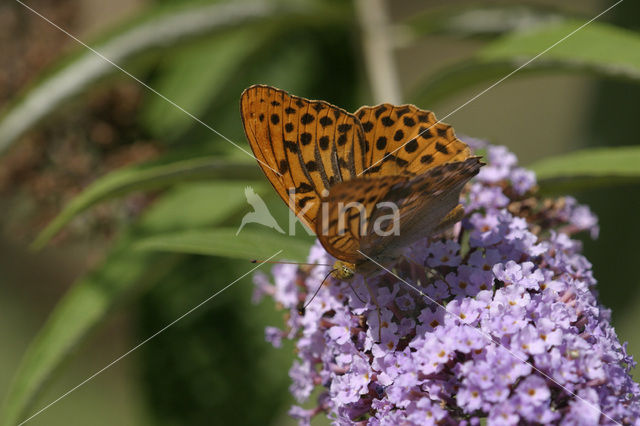 Silver-washed Fritillary (Argynnis paphia)