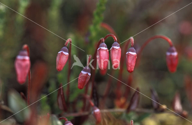 Kleine veenbes (Oxycoccus palustris)