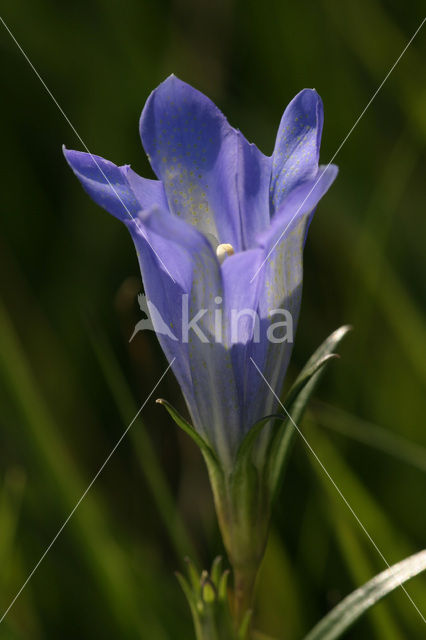 Klokjesgentiaan (Gentiana pneumonanthe)