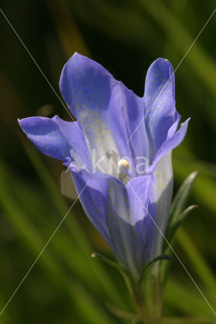 Marsh Gentian (Gentiana pneumonanthe)