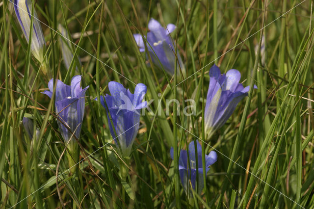 Marsh Gentian (Gentiana pneumonanthe)