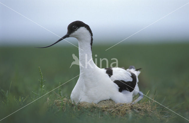 Pied Avocet (Recurvirostra avosetta)