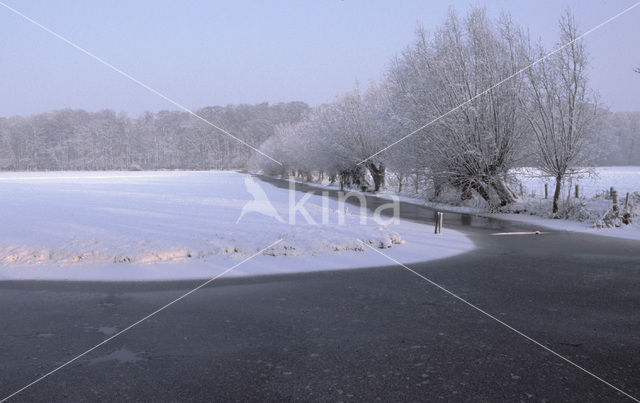 Knotwilg (Salix alba)