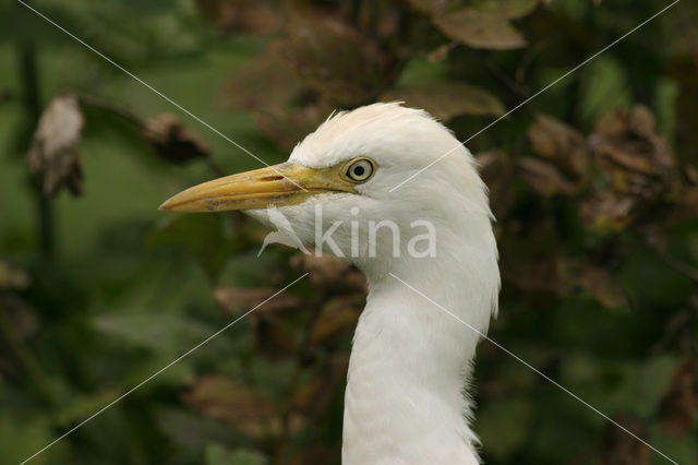 Cattle Egret (Bubulcus ibis)