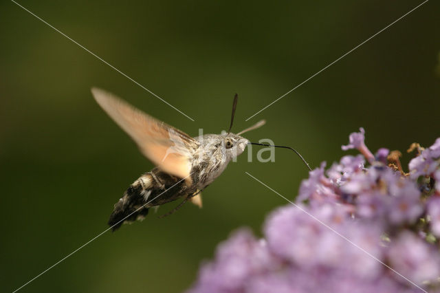 Kolibrievlinder (Macroglossum stellatarum)