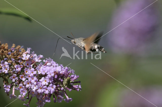 Kolibrievlinder (Macroglossum stellatarum)