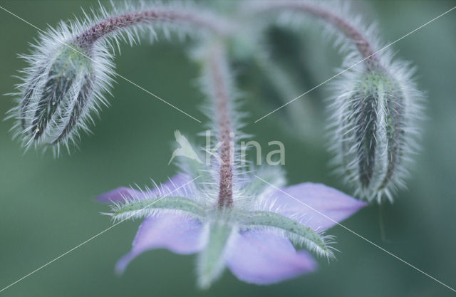 Borage (Borago officinalis)