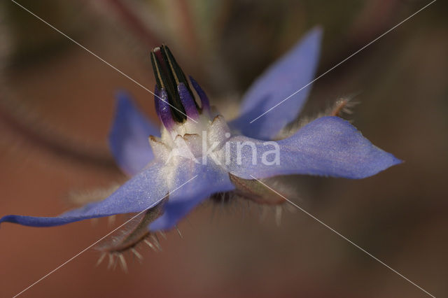 Borage (Borago officinalis)