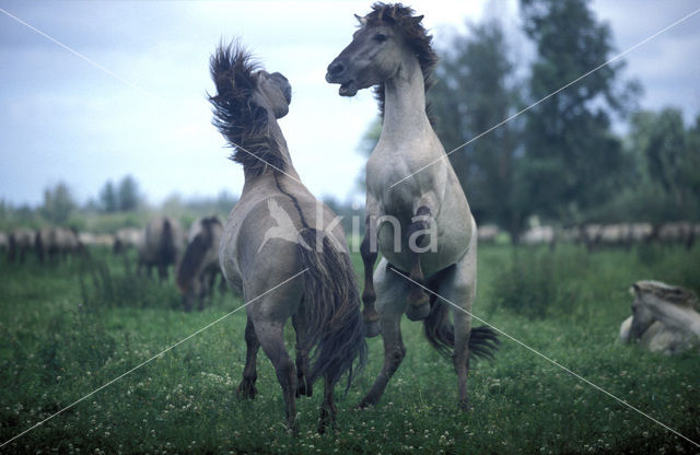 Konik horse (Equus spp)