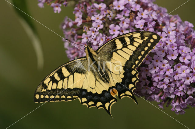 Koninginnepage (Papilio machaon)