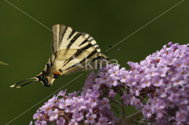 Koningspage (Iphiclides podalirius)