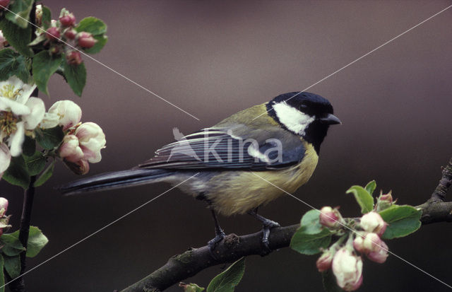 Great Tit (Parus major)