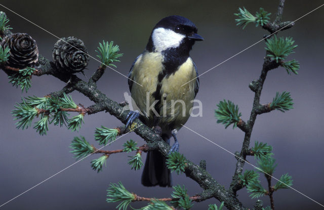 Koolmees (Parus major)