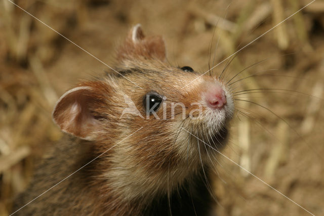black-bellied hamster (Cricetus cricetus)