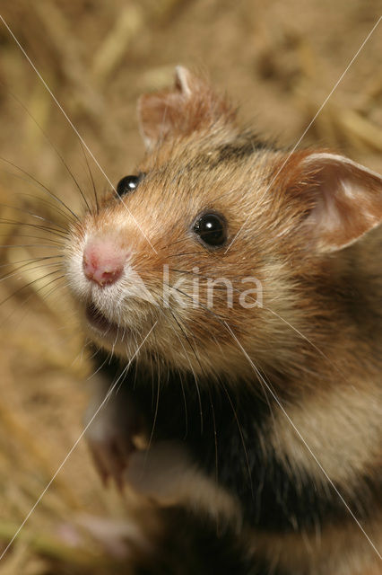black-bellied hamster (Cricetus cricetus)